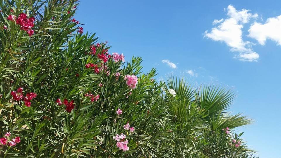 Il Canneto Di Selinunte 마리넬라 외부 사진